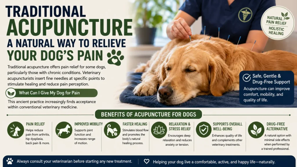 What Can I Give My Dog for Pain