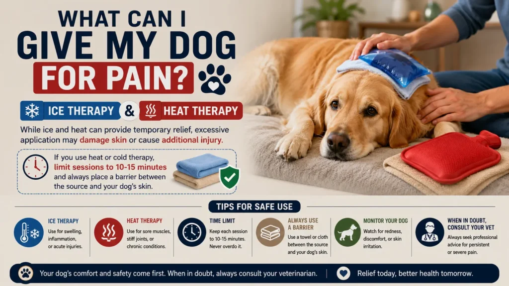 What Can I Give My Dog for Pain