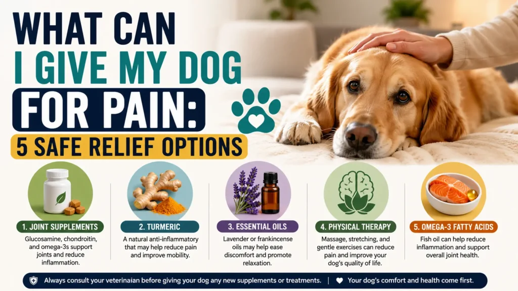 What Can I Give My Dog for Pain